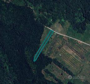 Terreno a Faleria (VT) - LOTTO 1