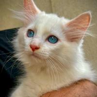 Gattino Ragdoll - Cucciolo