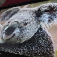 Philips Monitor touch 107 cm 42" dvi vga hdmi