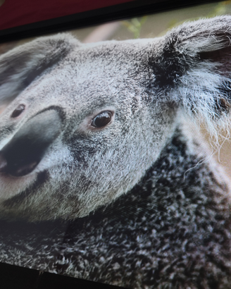 Philips Monitor touch 107 cm 42" dvi vga hdmi