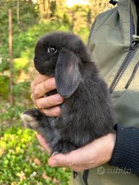 Conigli ariete nano cuccioli