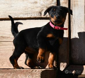 Cucciola PASTORE di BEAUCE (Beauceron)