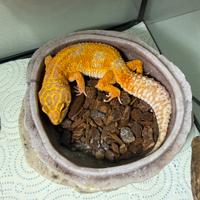 Geco leopardino di 3 anni