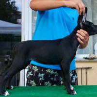 Cucciole cane corso