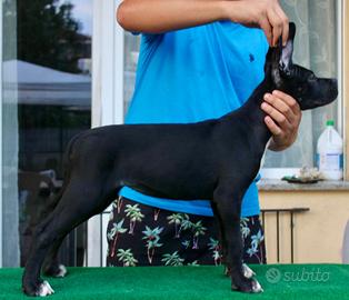 Cucciole cane corso