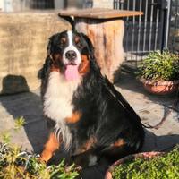 Bovaro del bernese cuccioli