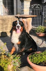 Bovaro del bernese cuccioli