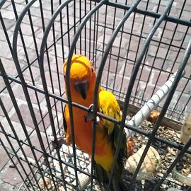 Conuro del sole giovane