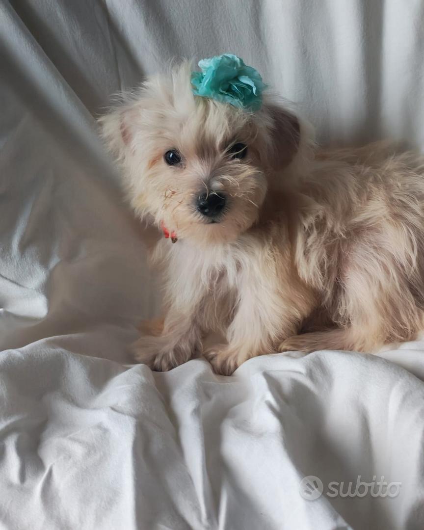Maltipoo cucciola