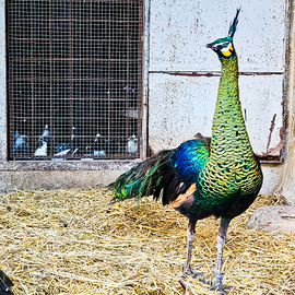 Pavoni specifero imperator 2024