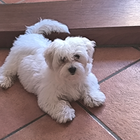 Cucciola maltese