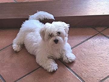 Cucciola maltese