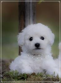 Barboncino bianco maschietto e femmina toy