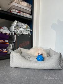Cucciolo spitz di Pomerania bianco mini