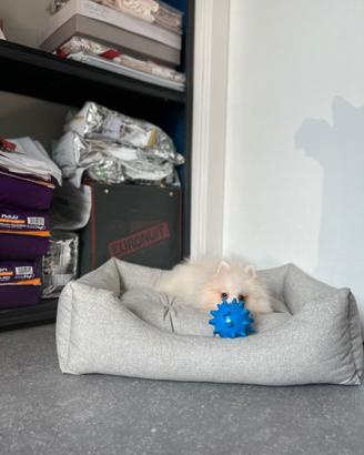 Cucciolo spitz di Pomerania bianco mini