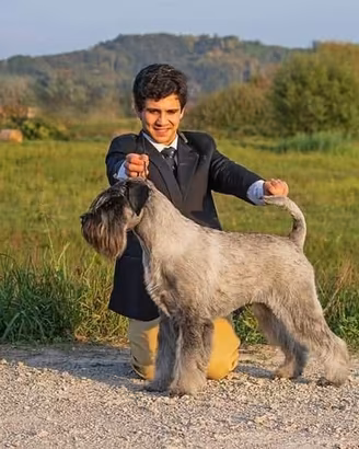 Schnauzer medi pepe e sale cuccioli