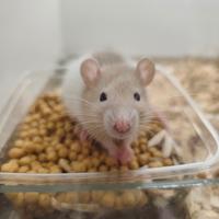 Ratti Baby da Compagnia