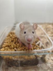 Ratti Baby da Compagnia