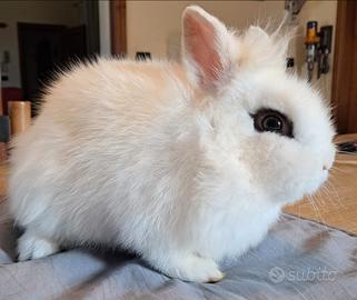 Coniglio nano