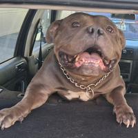 SPLENDIDO American bully maschio di 2 anni