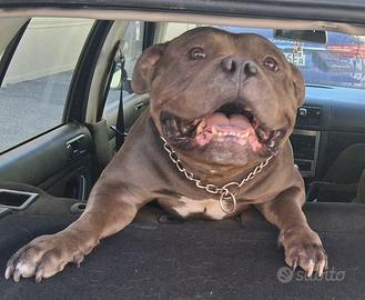 SPLENDIDO American bully maschio di 2 anni