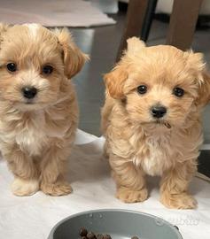 MALTIPOO - MALTIPO CUCCIOLATA ITALIANA pag 12 mesi