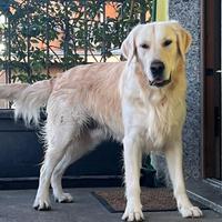 Golden retriver per monte