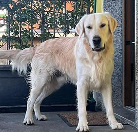 Golden retriver per monte