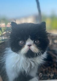 Gatto Persiano