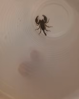 Scorpione
