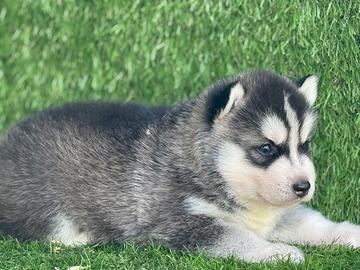 Husky