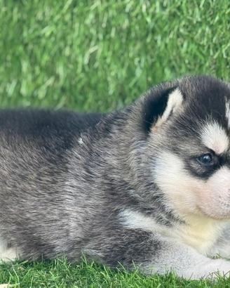 Husky