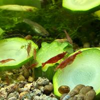 Caridine red cherry e varie piante