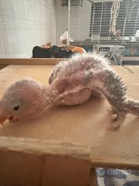 Pulli da imbecco inseparabili