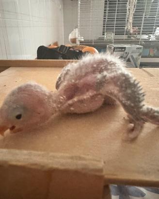 Pulli da imbecco inseparabili