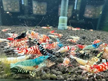 Neocaridine e caridine