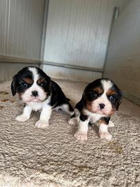 Cavalier king