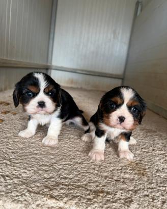 Cavalier king