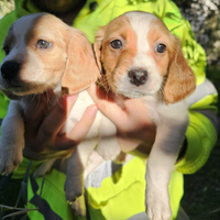 Cuccioli di breton