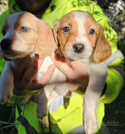 Cuccioli di breton