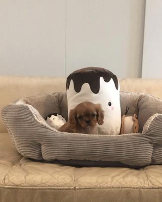 Cavalier King Charles Spaniel Ruby Taglia Piccola