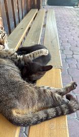 4 gattine