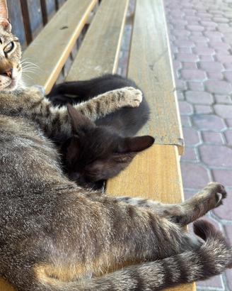 4 gattine