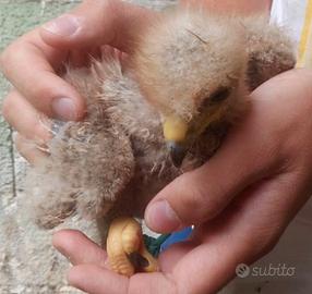 Pulli di rapace Poiane di harris