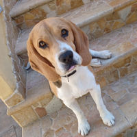 Beagle maschio