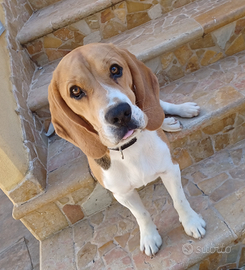 Beagle maschio