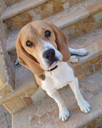 Beagle maschio