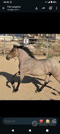 Puledra