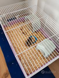 gabbia con criceto ed accessori 