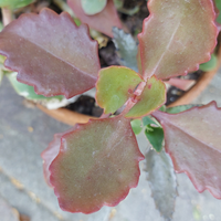 Kalanchoe sexangularis piante grasse